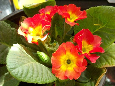 怎样把报春花养好