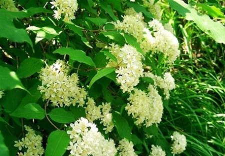 暴马丁香有毒吗