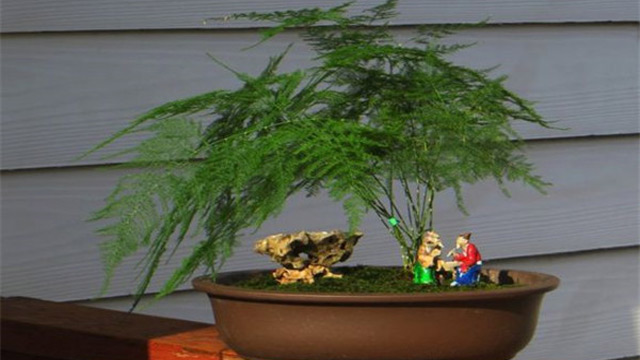 文竹怎么爆盆(文竹怎么盆栽容易成活)