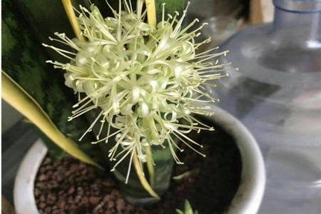 虎皮兰怎么换盆能浇水吗