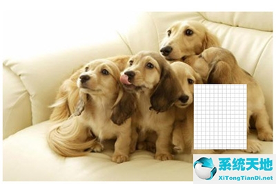 ppt如何将图片打马赛克(ppt里的图片怎么打马赛克)