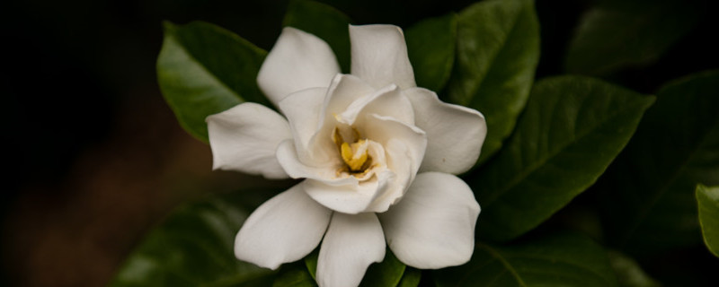 栀子花到了花期不开花的原因怎么促使开花(栀子花不开花了怎么才能让他再开花)