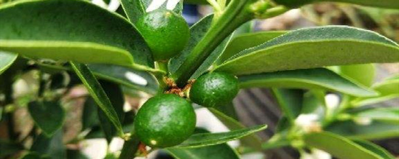 阳台如何养金桔需要注意什么(阳台金桔盆栽怎么养)