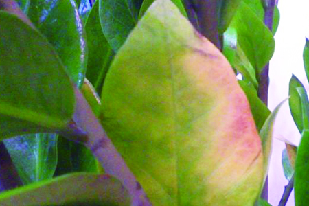 摇钱树叶子发黑脱落怎样挽救