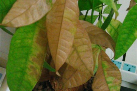 发财树枯萎了有什么办法补救