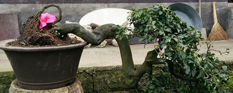 金弹子的养殖方法和注意事项(金弹子的养殖方法和注意事项播报)