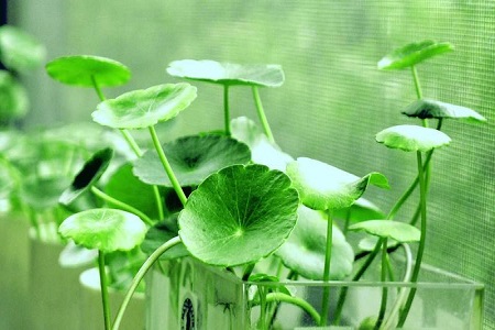 铜钱草怎么修剪根系