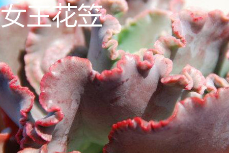 高砂之翁会开花吗