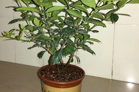 栀子花什么时候能开花