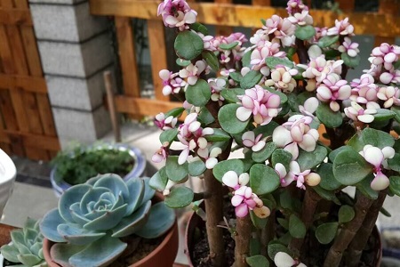 金枝玉叶摆放哪里最好