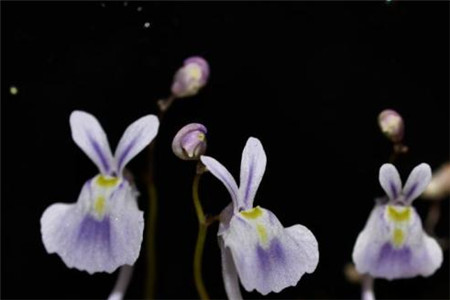 小白兔狸藻怎么养爆盆