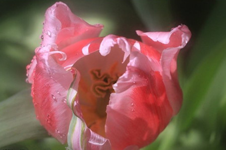 郁金香没有土怎么养活