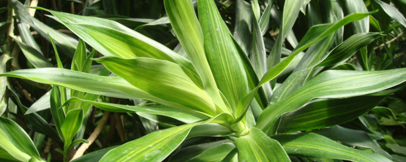 百合竹怎么施肥(百合竹施肥过多会怎样)