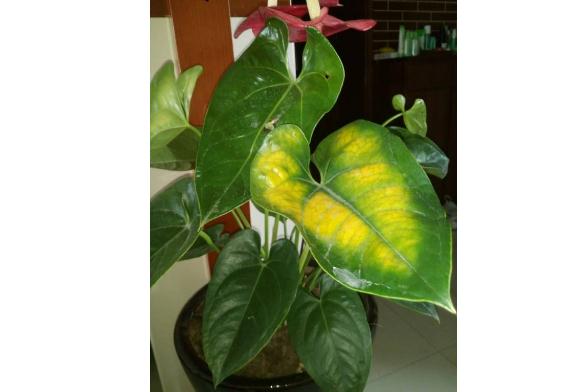 水培的红掌叶子发黄是什么原因红掌叶子发黄怎么补救(水培红掌叶子发黄是怎么一回事)