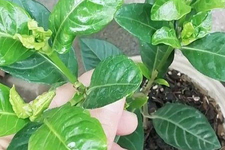 栀子花什么时候能开花