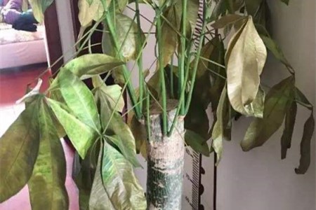 发财树枯萎了有什么办法补救