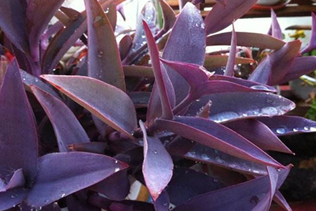 紫竹梅花期多长