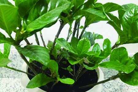 栀子花什么时候能开花