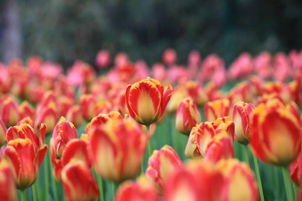 无土盆栽郁金香的方法及注意事项(郁金香没有土怎么养活)