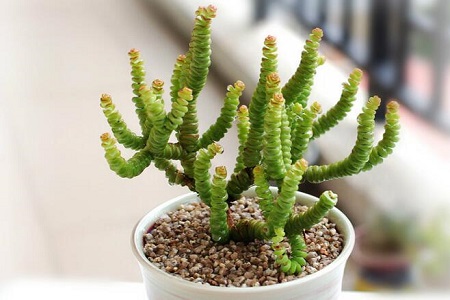 钱串子叶子黄了有些枯萎什么