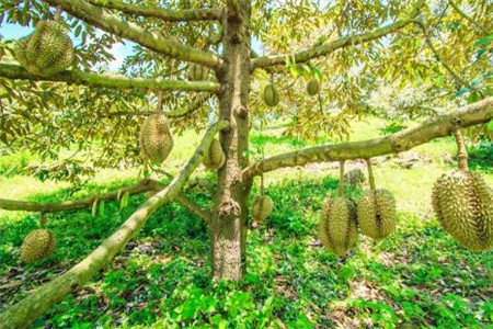 榴莲春天怎么养活