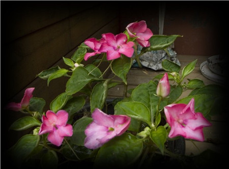 非洲凤仙花病虫害照片