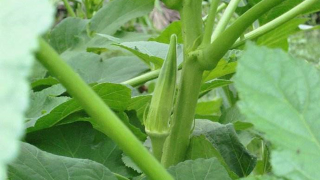 黄秋葵的种植方法(黄秋葵的种植方法和季节)