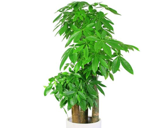 发财树树干腐烂一半还能长高吗