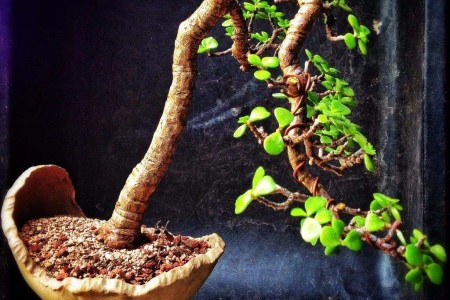 金枝玉叶摆放哪里最好