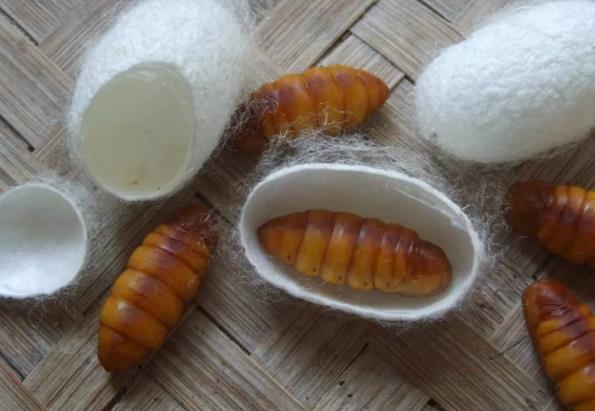 蚕蛹吃后中毒症兆