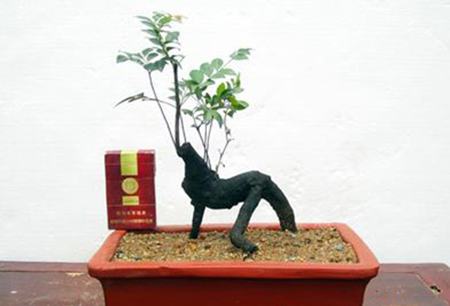 小叶紫檀盆景制作过程