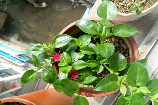 阳台种盆它掐根枝就能活每天还能炒盘菜！(阳台盆栽蔬菜怎么种)