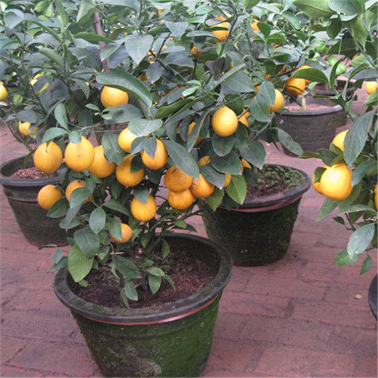 金桔落果怎么办