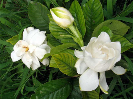 栀子花的养殖方法和浇水