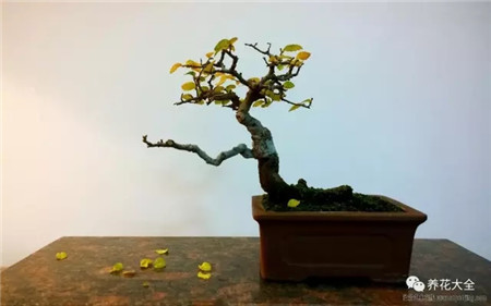 叶子花斑黄缺什么元素