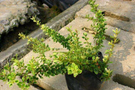 小丑火棘的养殖方法和注意事项是什么