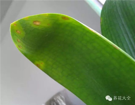 叶子花斑黄缺什么元素