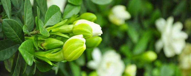 栀子花怎么养才能开花(栀子花的养殖方法和浇水)