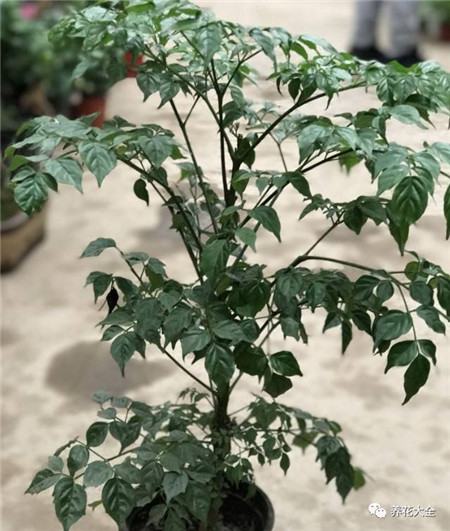 不会养花的人说明什么