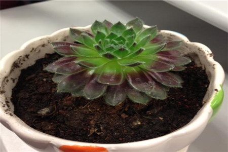 藏红花泡水什么颜色是真的