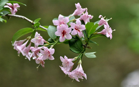 锦带花外形解剖图