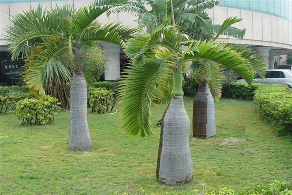 酒瓶椰子的功效和作用(酒瓶椰子的三个特点是什么)