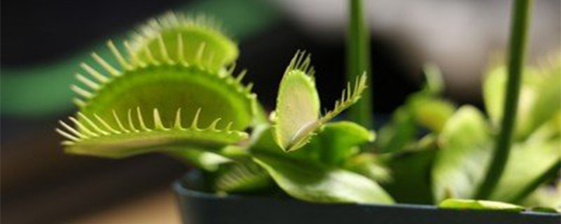 捕蝇草可以土栽培么用什么土最合适(捕蝇草用什么土养最好)