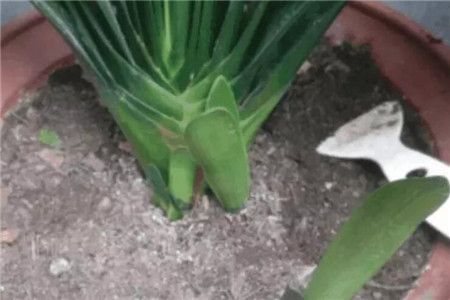 君子兰秋天会长新叶吗