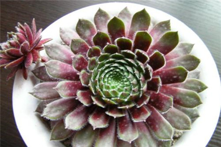 藏红花泡水什么颜色是真的