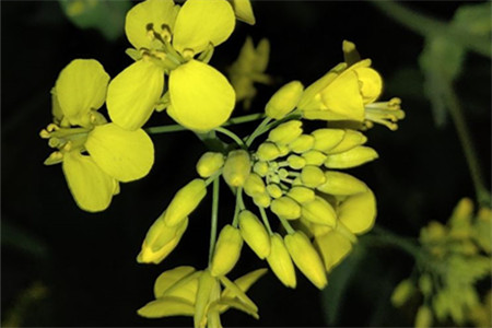 油菜花叶子功效与作用