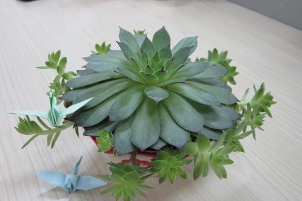 多肉植物换盆注意事项(多肉换盆的五个步骤)