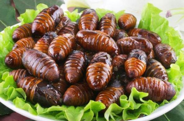 吃蚕蛹中毒有哪些症状怎么预防吃蚕蛹中毒(蚕蛹吃后中毒症兆)