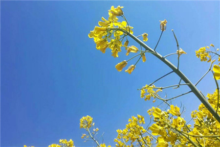 油菜花叶子功效与作用