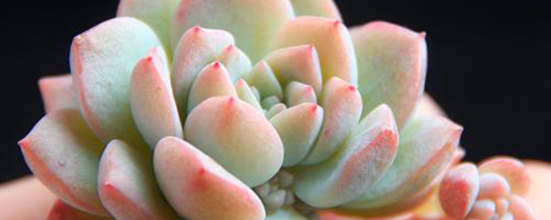 粉蔓怎么养(粉蔓怎么扦插)